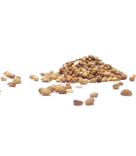 Μαχλέπι Σπυρί ΑΑ