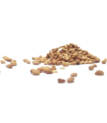 Μαχλέπι Σπυρί ΑΑ