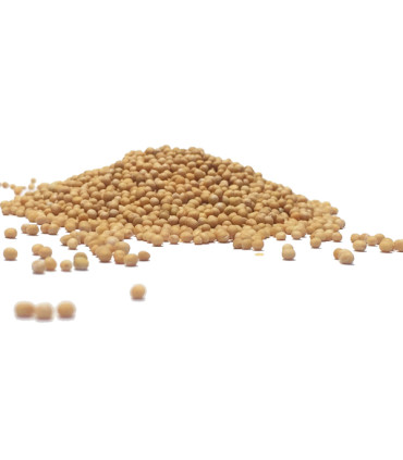 Συνάπι Σπυρί