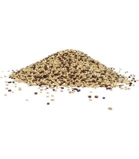 Κινόα Τρίχρωμη