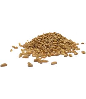 Σιτάρι Ελλάδος