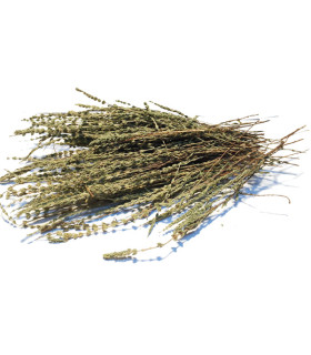 Τσάι-Βότανο Κυπαρισσάκι